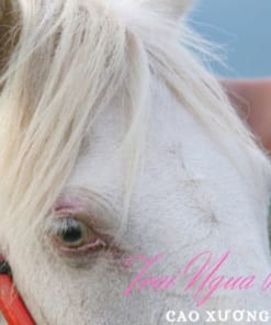 Cao ngựa Bạch