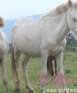 cao ngựa Bạch và ngựa Kim