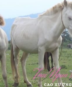Ngựa kim Nếu như không tìm hiểu, rất có thể các bạn sẽ gọi con ngựa màu trắng là ngựa bạch. Tuy nhiên, thực tế không phải là như vậy! Ngựa bạch là con ngựa có đột biến gen, bị bệnh bạch tạng, không giống như ngựa thông thường. Có thể nhận biết ngựa bạch qua màu lông không có 1 sợi nào màu đen. Hoặc có thể nhìn vào các lỗ tự nhiên của ngựa như hốc lỗ mũi, khóe môi, hậu môn, kẽ móng chân… Tất cả đều có màu trắng hồng, chứ không phải màu đen. Đặc biệt, quầng mắt của ngựa bạch cũng có màu trắng. Vào ban đêm hoặc giữa trưa nếu soi đèn trực tiếp vào mắt sẽ đỏ rực như 2 hòn lửa. Trong khi đó, con ngựa lông trắng mắt đen thông thường còn được gọi là ngựa kim. Giống như hình ảnh dưới đây : Con ngựa kim Còn đây là ngựa bạch : Ngựa bạch khác ngựa trắng Do tỉ lệ xác suất có ngựa bạch rất thấp, nên ngựa bạch được coi là dòng ngựa quý. Hiện tại Việt Nam số lượng ngựa bạch không nhiều, và có nhiều trang trại đang nhân giống loại ngựa này. Cao ngựa kim Ngựa kim có số lượng khá nhiều, không quý hiếm như ngựa bạch. Theo đánh giá của chúng tôi, ngựa kim hoàn toàn không có gì khác so với con ngựa thông thường. Do đó, cao ngựa kim không được đánh giá cao như cao ngựa bạch, bởi thành phần dưỡng chất khác nhau! Con ngựa kim không có đột biến, không có sự đặc biệt trong cơ thể! Cao ngựa kim là cao được cô nấu từ xương con ngựa trắng, tương tự như các loại cao ngựa khác. Cách sử dụng cũng tương tự nhau. Cao ngựa kim 2 Trên thị trường, có nhiều cơ sở vẽ vời phân chia cao ngựa ra làm nhiều loại, nhằm thu được nhiều lợi nhuận hơn. Nhưng chúng tôi không làm như vậy. Chúng tôi chỉ chia ra làm 2 loại là cao ngựa bạch và cao ngựa thường. Do miếng cao sau khi cô nấu rất khó nhận biết nên trên mỗi miếng cao ngựa bạch sẽ có thêm chữ “W” được đánh dấu. Giá cao ngựa kim Công ty Cao ngựa NGÔ GIA xếp ngựa kim và ngựa thường như nhau, cao ngựa kim và cao ngựa thường không khác nhau. Giá cao ngựa kim tại NGÔ GIA là 299.000đ/lạng. Sản phẩm được cam kết nguyên chất, không pha tạp, không có chất bảo quản. Miễn phí giao hàng với đơn hàng trị giá từ 1 triệu đồng, hoặc thanh toán chuyển khoản ngay khi đặt hàng.