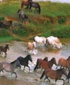 Cao xương ngựa bá vân