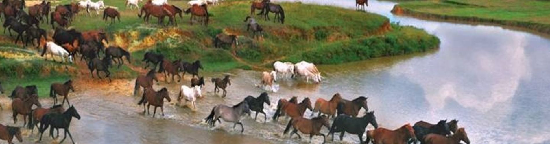 cao-xuong-ngua-trai-ngua-ba-van Cao xương ngựa bá vân